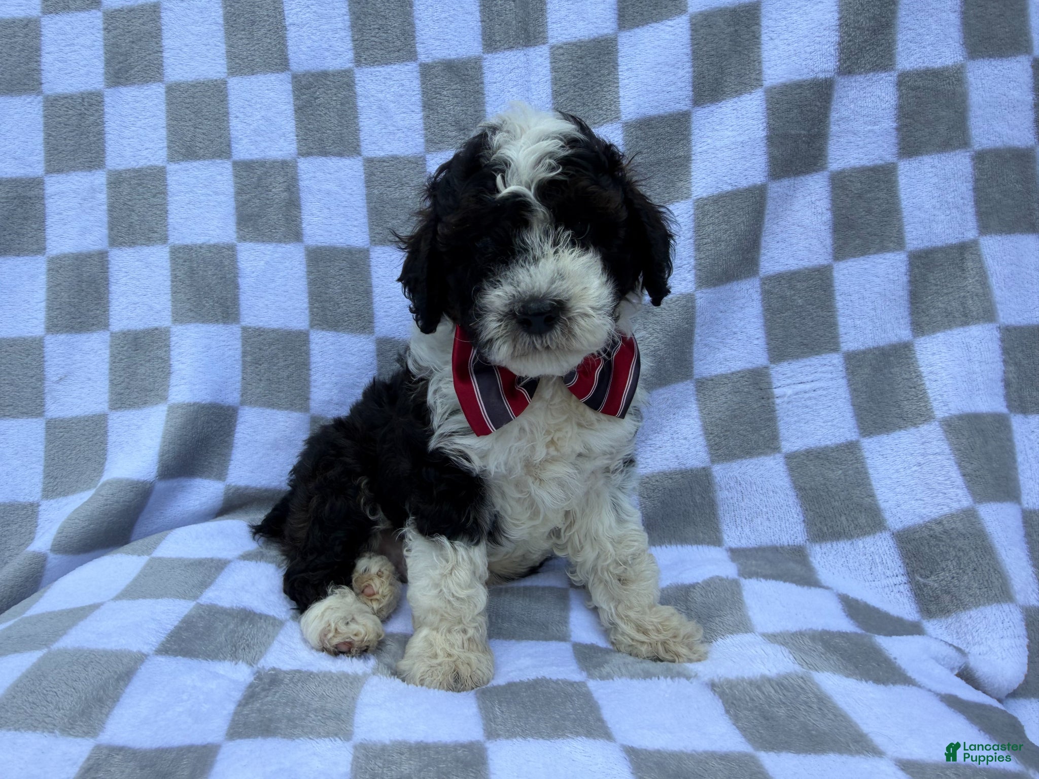 Cockapoo dogs Fritz - Ad 13