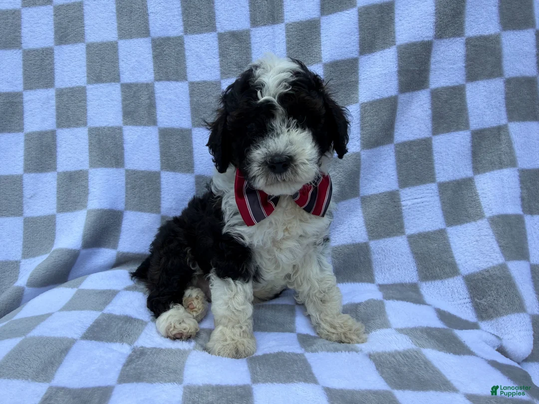 Cockapoo dogs for sale: Fritz - Ad 1