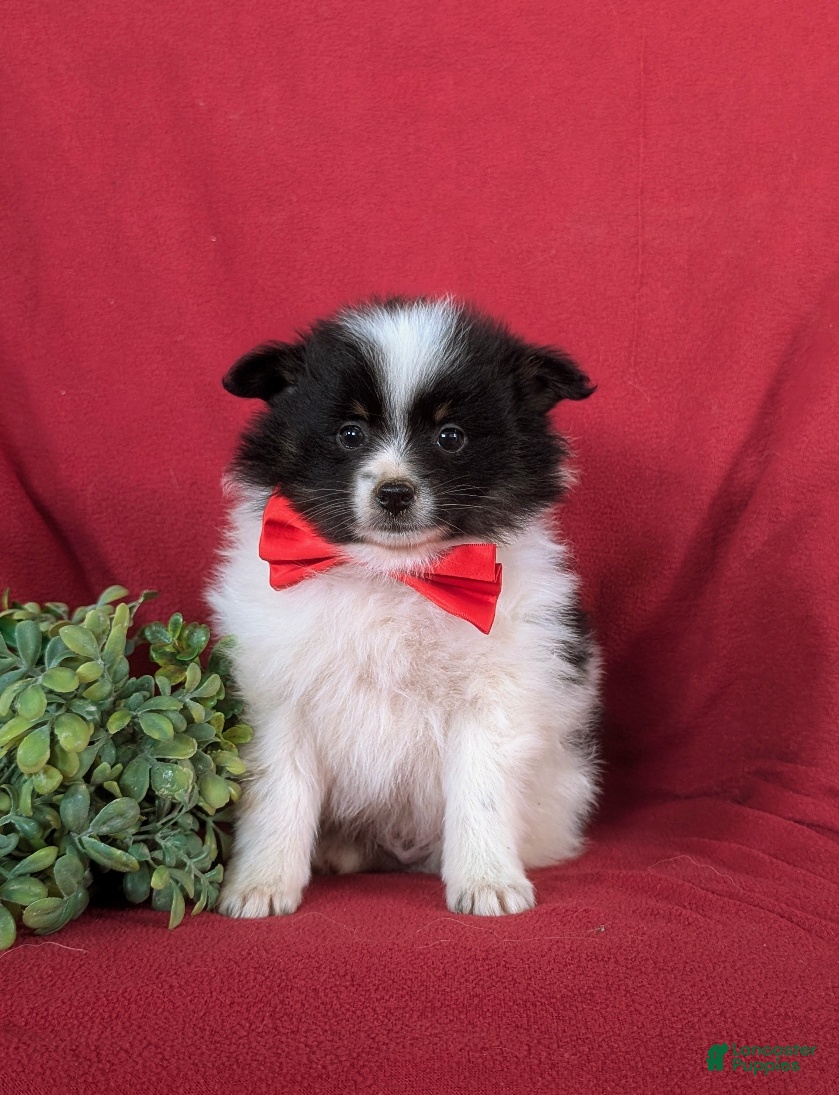 Pomeranian dogs Lakeland - Ad 2