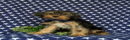 Shorkie dogs for sale: Lowell 7 lbs Full Grown - Ad 3
