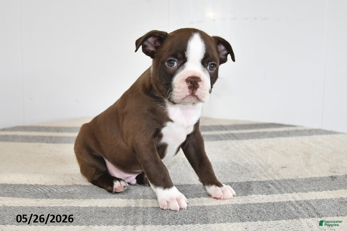 Boston Terrier dogs Fritz - Ad 1