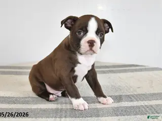 Boston Terrier dogs for sale: Fritz - Ad 2