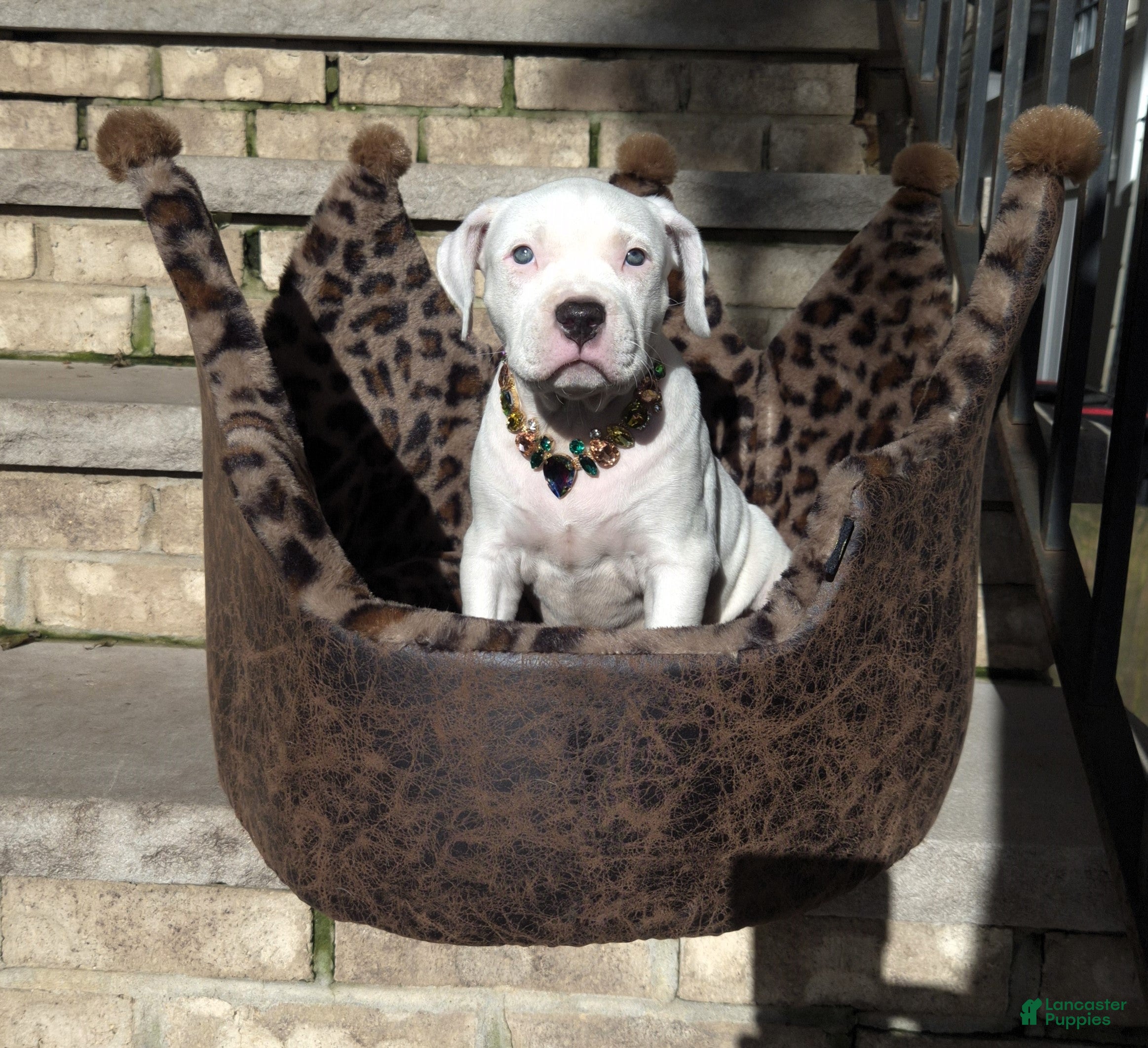 American Bully dogs "MARILYN MONROE" WHITE MERLE - Ad 4