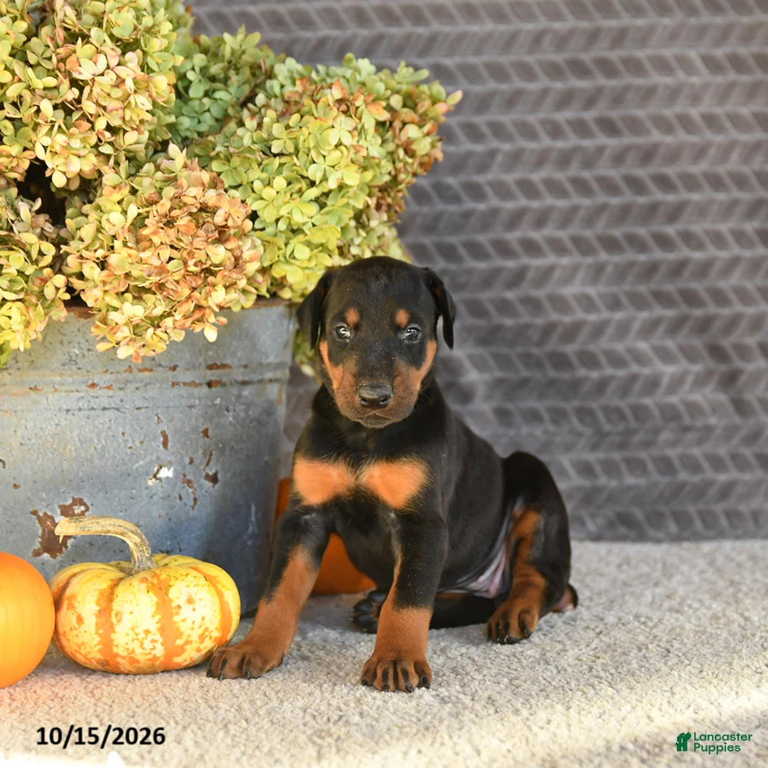 Doberman Pinscher dogs for sale: Ellie - Ad 5