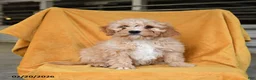 Cavapoo dogs for sale: Grover - Ad 1