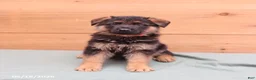 German Shepherd dogs for sale: Gunner - Ad 5