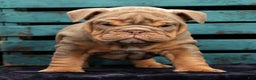 English Bulldog dogs for sale: Shelly - Ad 4