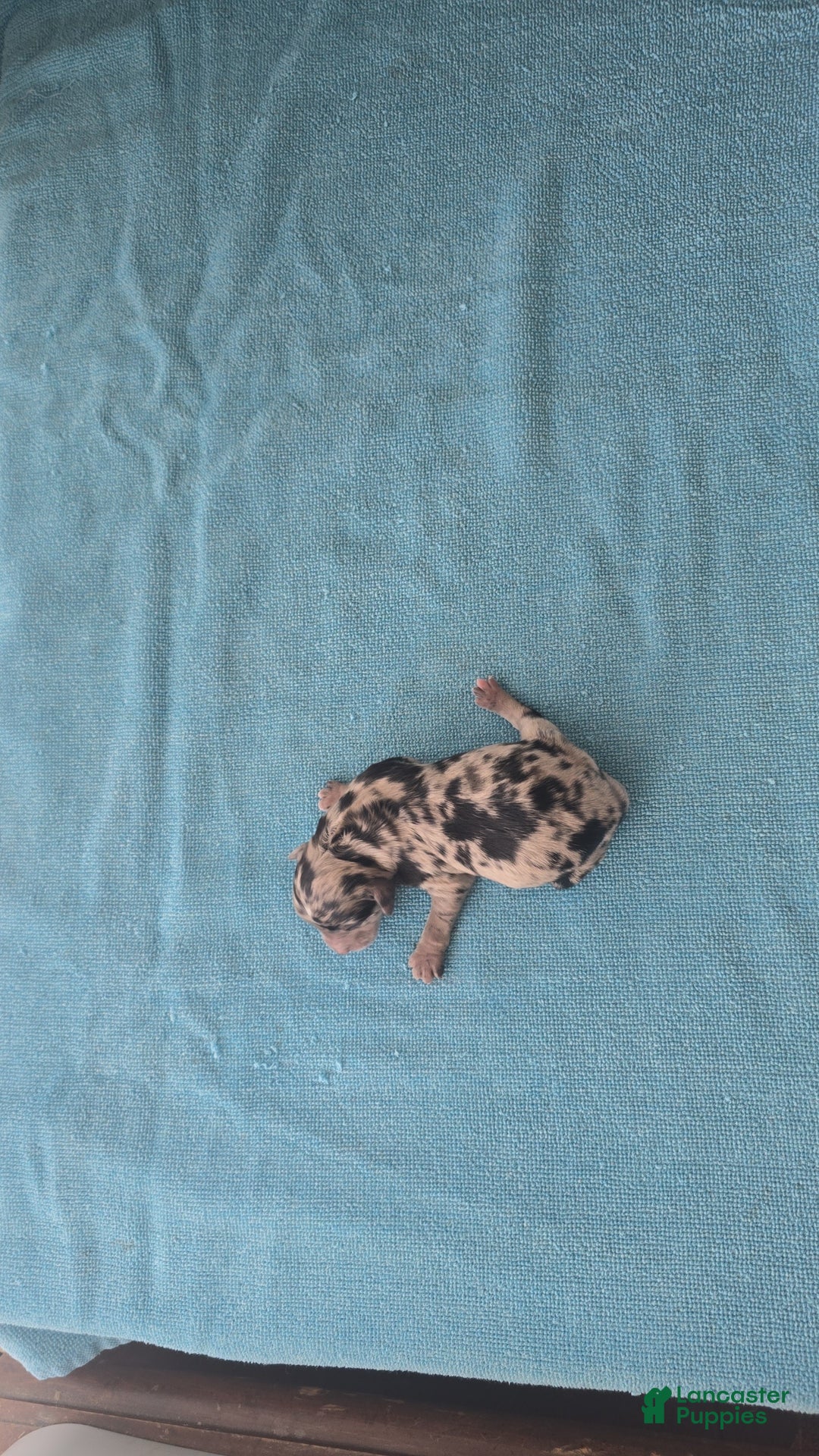 Mixed Breed dogs for sale: Merle - Ad 4