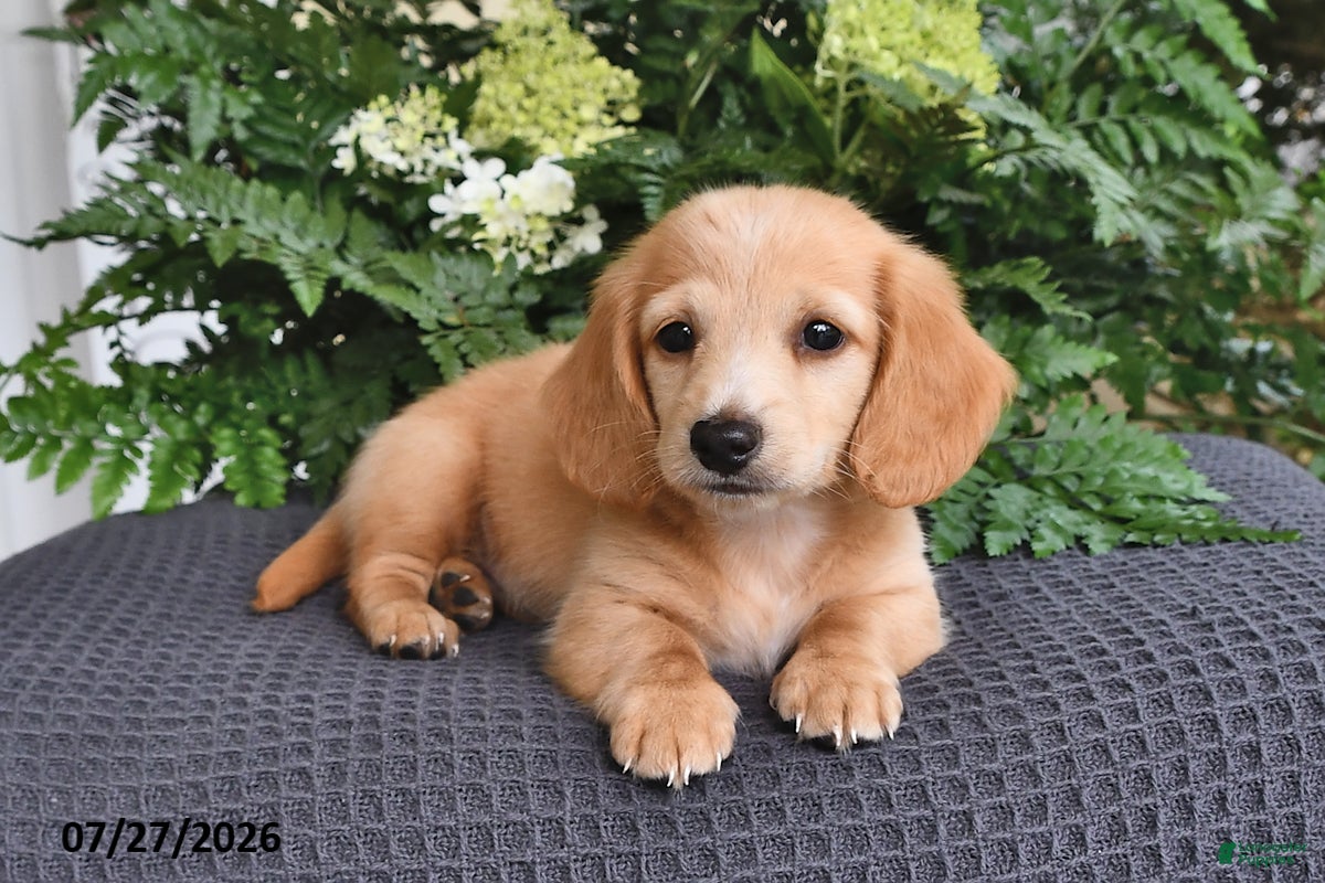 Miniature Dachshund dogs Tanner - Ad 2