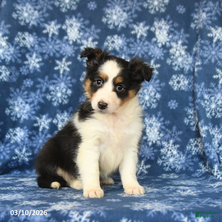 Shetland Sheepdog dogs Prince   - Ad 1