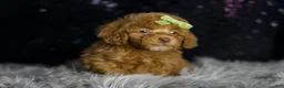 Toy Poodle dogs for sale: Fresno - Ad 3