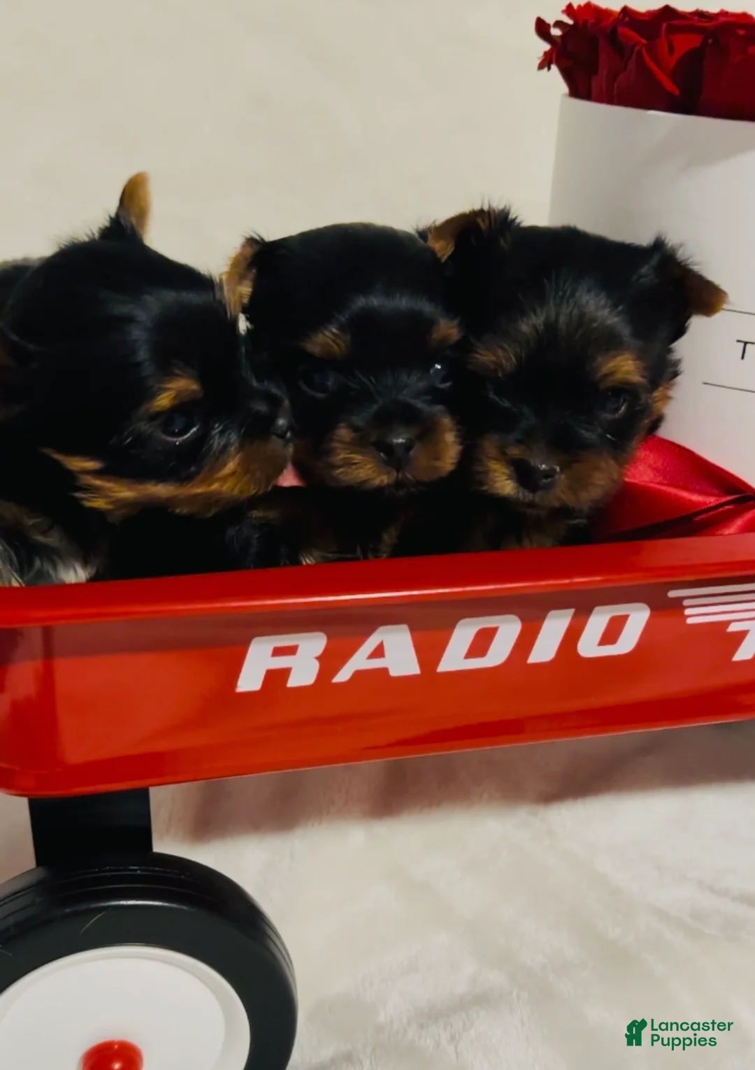 Yorkshire Terrier dogs for sale: Yorkshire Terrier Puppy 4 - Ad 1