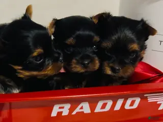 Yorkshire Terrier dogs Yorkshire Terrier Puppy 4 - Ad 7