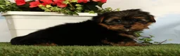 Yorkshire Terrier dogs for sale: Lilibet - Ad 4