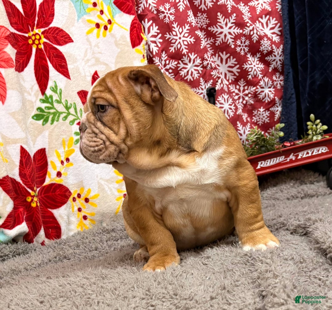 English Bulldog dogs for sale: Nevin - Ad 6