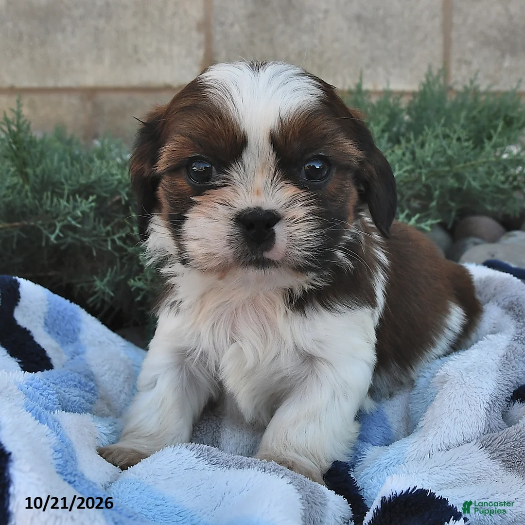 Mixed Breed dogs for sale: Benny  - Ad 2