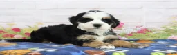 Mini Bernedoodle dogs for sale: Leo - Ad 7