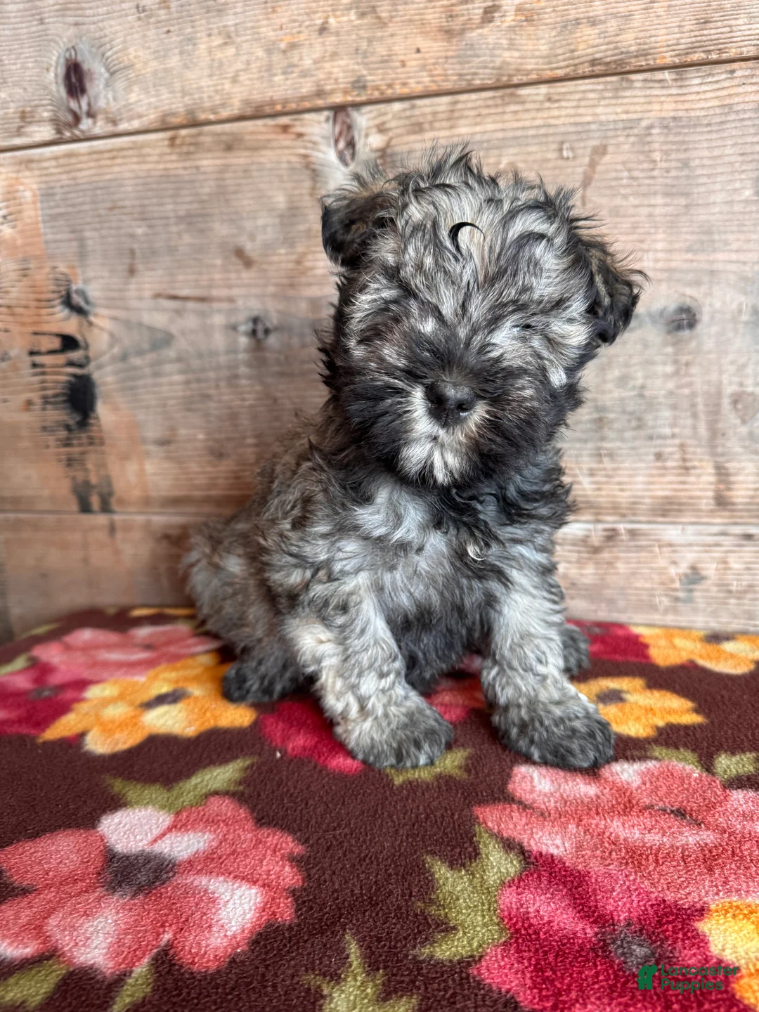Miniature Schnauzer dogs for sale: Miniature Schnauzer Puppy 4 - Ad 3