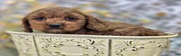 Cavapoo dogs for sale: Denali - Ad 15