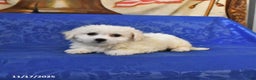 Bichon Frise dogs for sale: Blondie - Ad 1