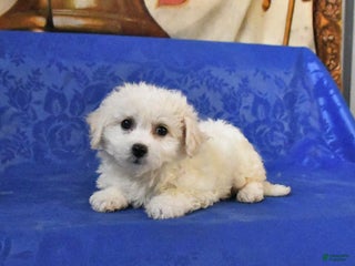 Bichon Frise dogs Blondie - Ad 31