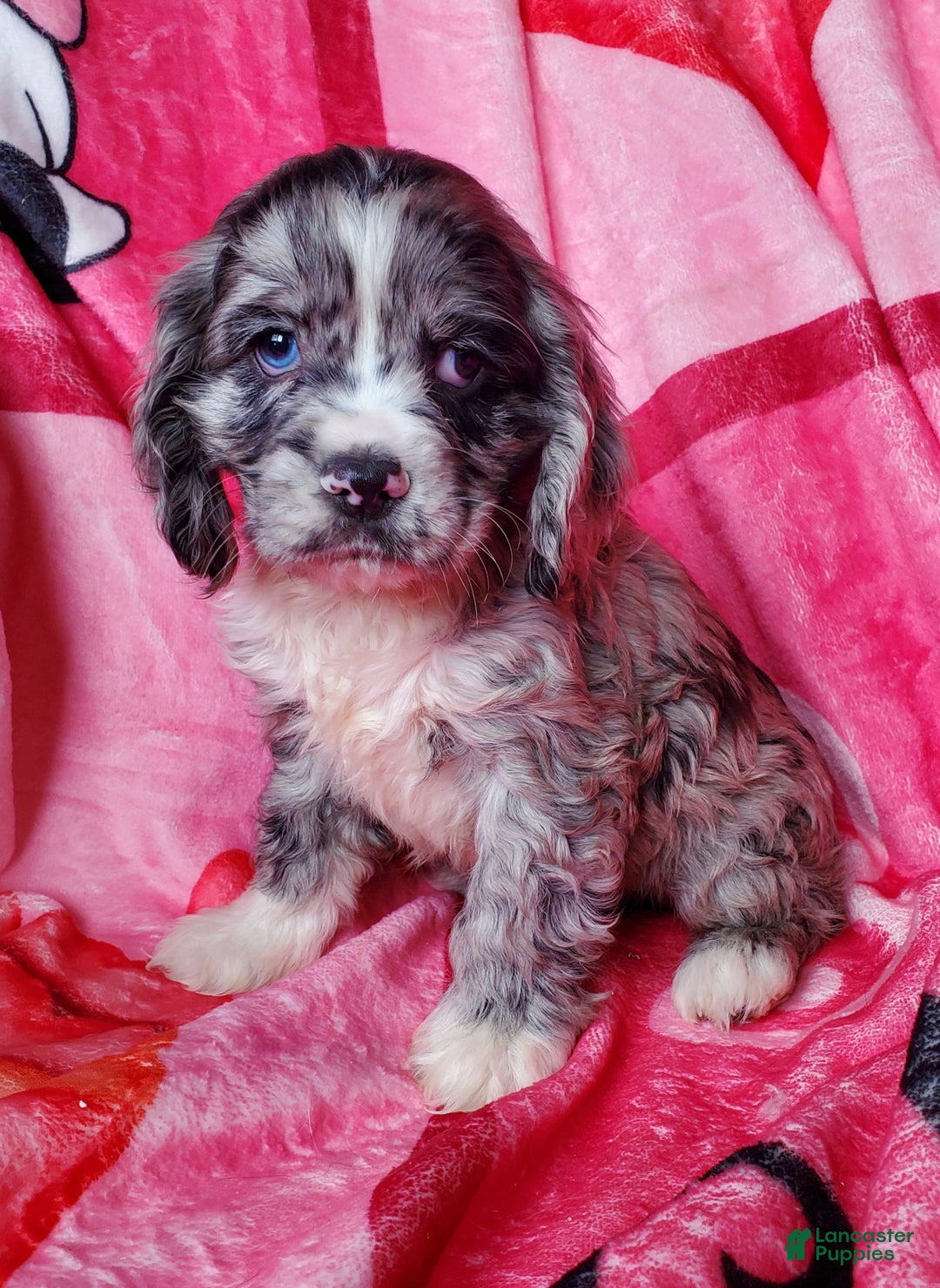 Cocker Spaniel dogs for sale: Finn - Ad 2