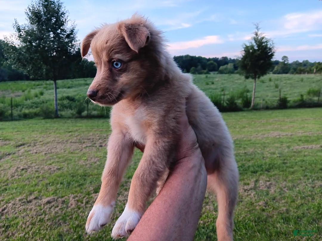 Toy Australian Shepherd dogs for sale: Belle - Ad 1