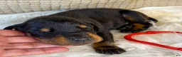 Doberman Pinscher dogs for sale: Red Collar Male  - Ad 1