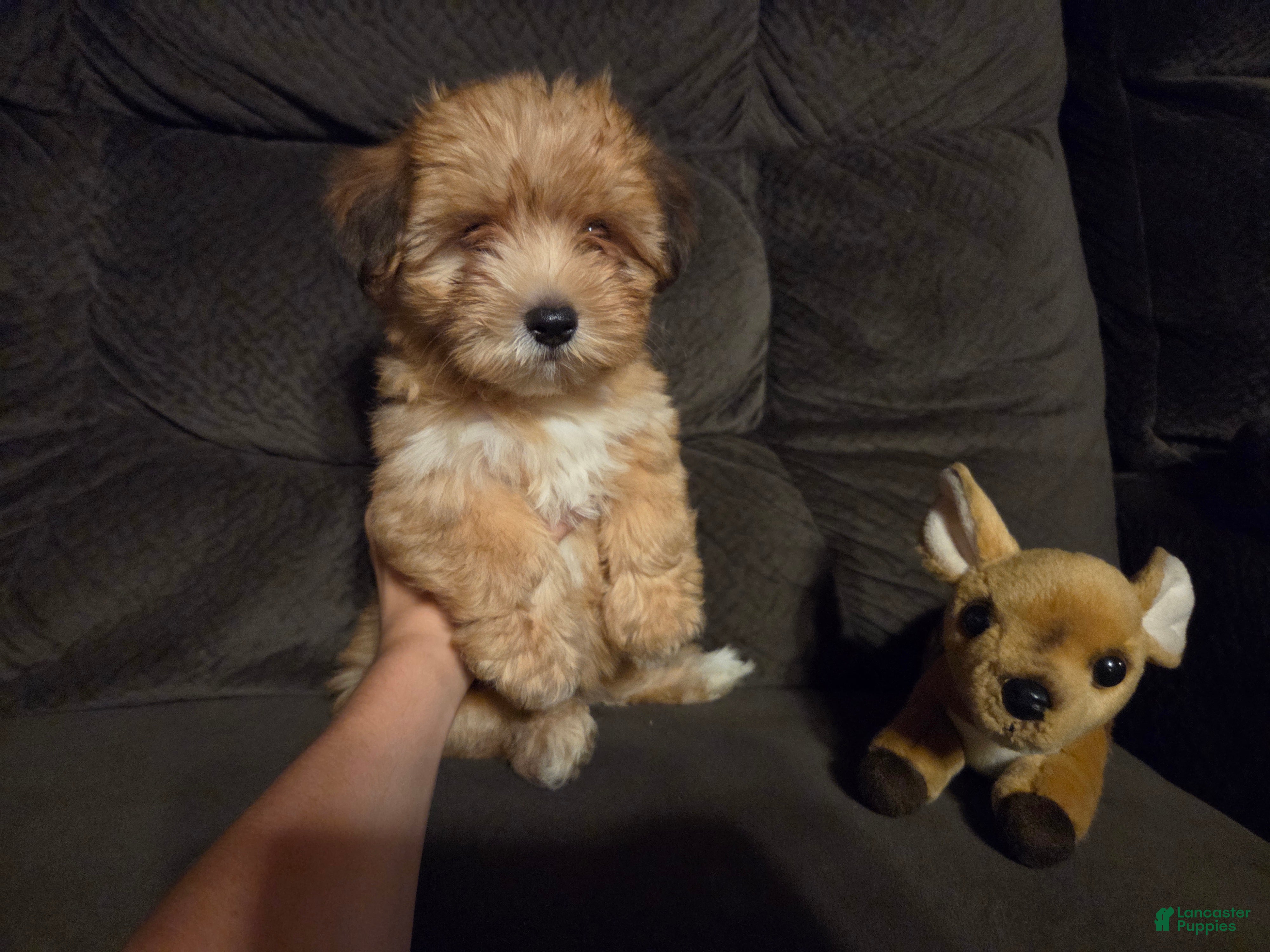 Morkie dogs Chip - Ad 2