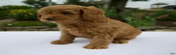 Cavapoo dogs for sale: Gage - Ad 6