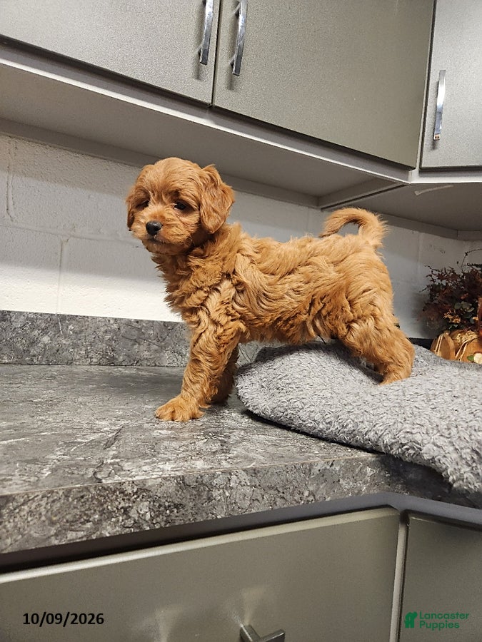 Mini Goldendoodle dogs Billy - Ad 1