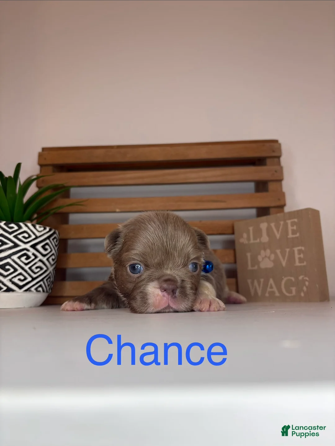 French Bulldog dogs for sale: Chance  - Ad 2