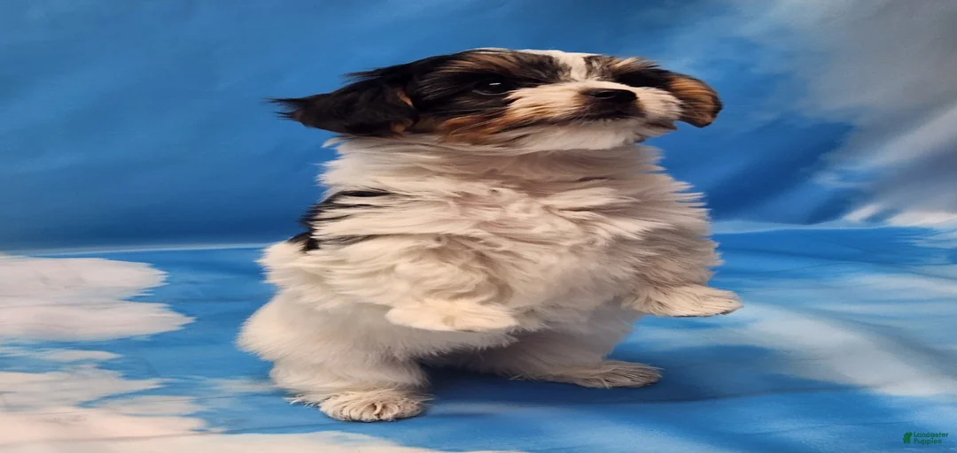 Gallery Image {{count}}