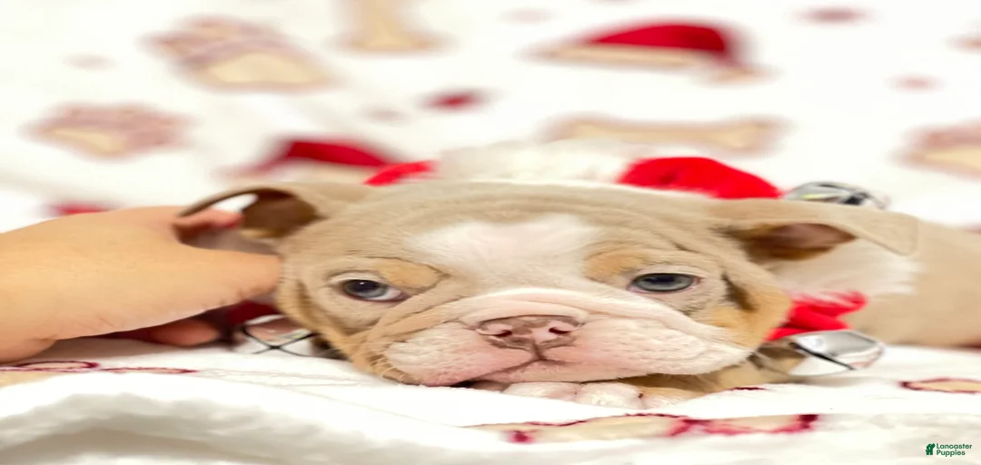 Gallery Image {{count}}