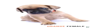 Orange Female