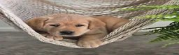 Labrador Retriever dogs for sale: Marco - Ad 3