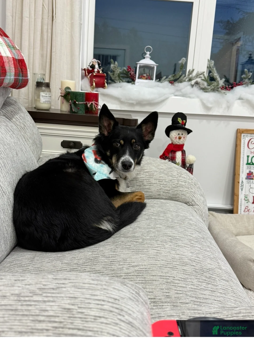 Collie dogs for sale: 6yr old Female Australian Boarder Collie - Ad 2