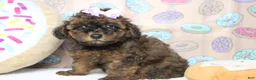 Cavapoo dogs for sale: Ella - Ad 5