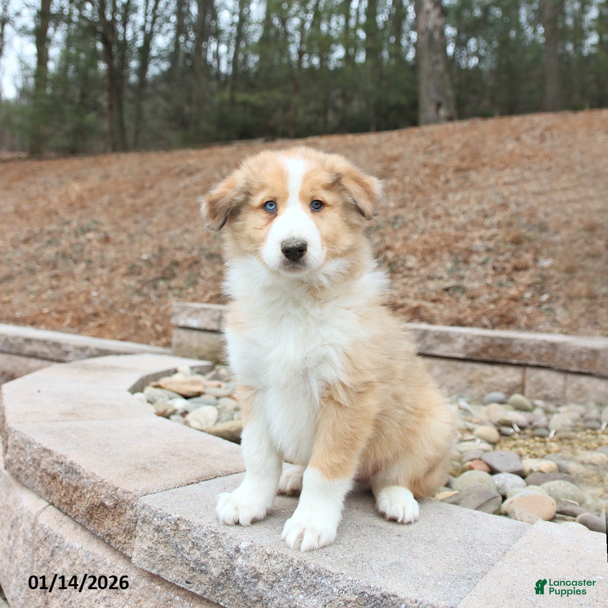 Mixed Breed dogs Buddy - Ad 3