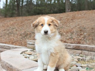 Mixed Breed dogs Buddy - Ad 10