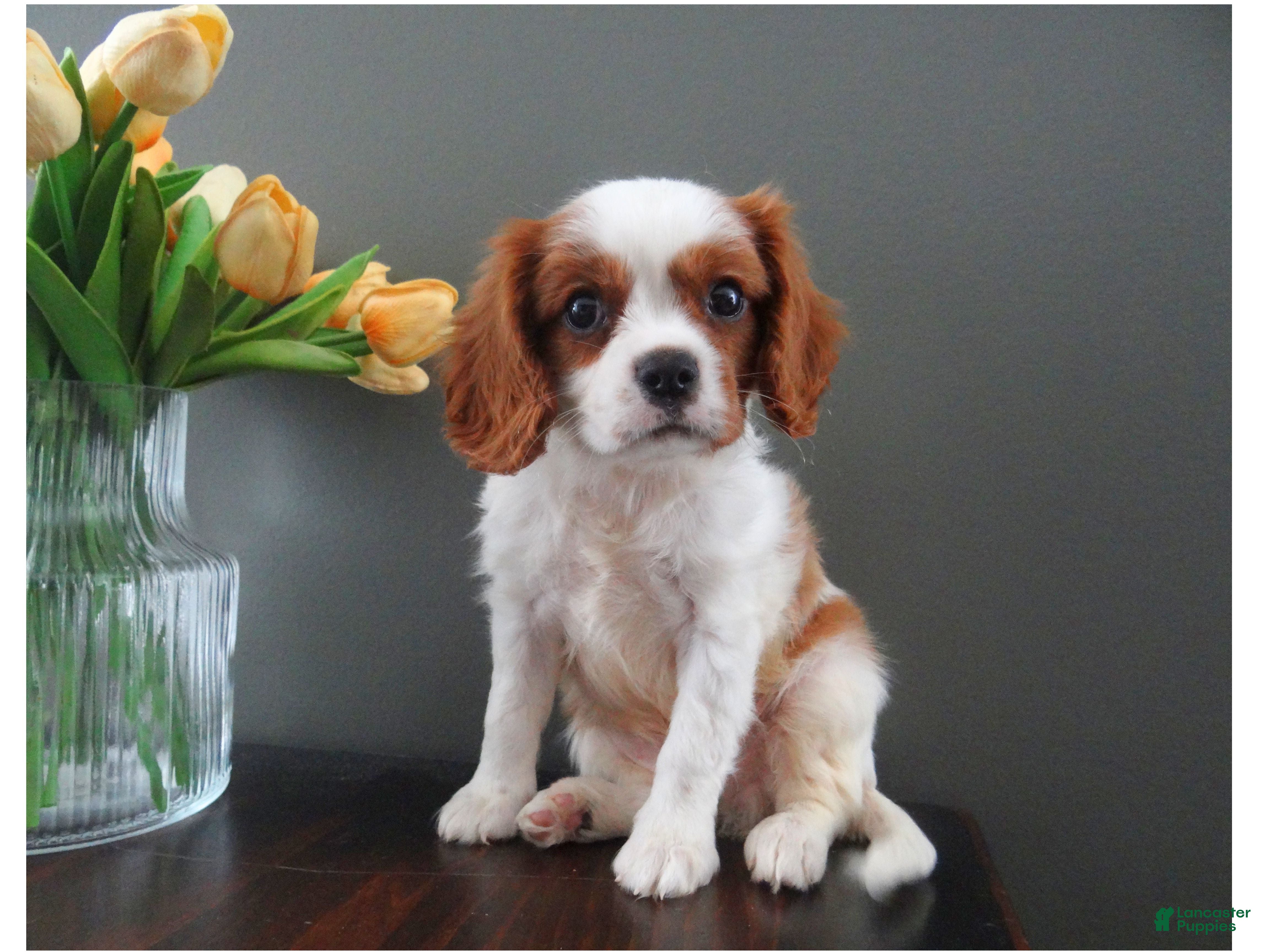 Cavalier King Charles Spaniel dogs Colby - Ad 1