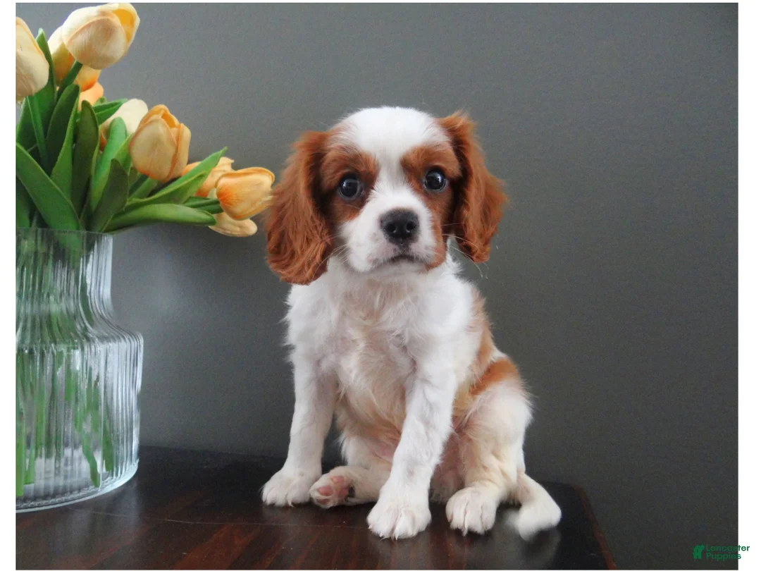Cavalier King Charles Spaniel dogs for sale: Colby - Ad 1