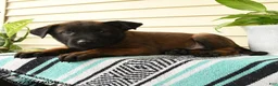 Belgian Malinois dogs for sale: Kwame - Ad 2