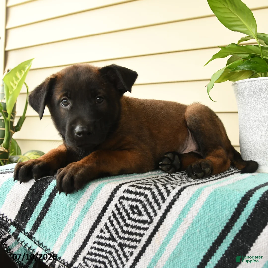 Belgian Malinois dogs for sale: Kwame - Ad 2