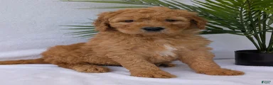 Marlo