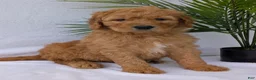 Goldendoodle dogs for sale: Marlo - Ad 1