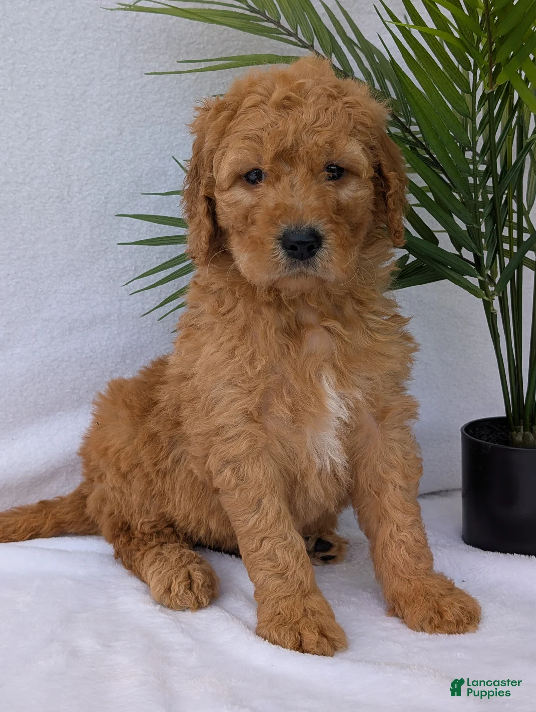 Goldendoodle dogs for sale: Marlo - Ad 1