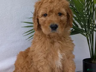 Goldendoodle dogs Marlo - Ad 1