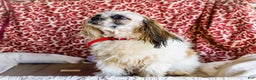 Shih Tzu dogs for sale: Jude - Ad 36