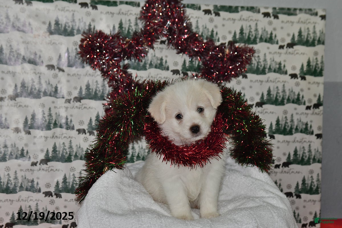 Mixed Breed dogs Spencer - Ad 13